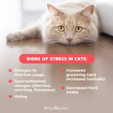 When a senior cat has diarrhea, it's most likely a sign of another ailment, such as pancreatitis, hyperthyroidism or stress. Cats Are Sensitive To Change And It Can Bow Wow The All Natural Pet Store Facebook