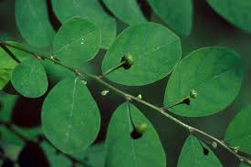 Image result for Phyllanthus tenellus