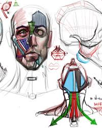 Aesthetic Sharer Zhr On Twitter Anatomy Art Human Anatomy Drawing Anatomy Drawing
