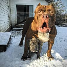 The 150lb pitbull puppy set to outgrow hulk | dog dynasty. Pitbull Hulk Home Facebook