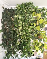Ombre Living Wall Plant Wall Vine Plants Pothos Marble Satin Golden Neon Philodendron Plant Lady By Kate Norah Co Plant Wall Plants Living Wall