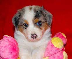 Maybe you would like to learn more about one of these? Australian Shepherd Breeders California