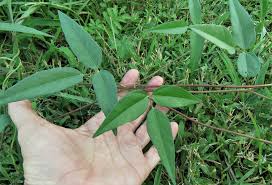 Image result for Vigna luteola