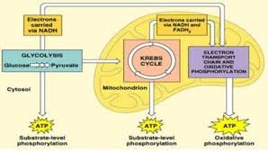 We did not find results for: 4 Respirasi Aerob Vs Anaerob Pengertian Tahapan Perbedaan