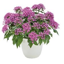 Image result for Pentas bussei