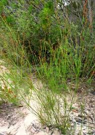 Image result for Sebaea pentandra