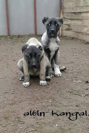 Satilik 3 Aylik Kangal Yavrusu Kangal Kopegi Kopek Akbas