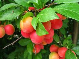 Maybe you would like to learn more about one of these? Plum Cherry Hybrid Varieties And Reviews