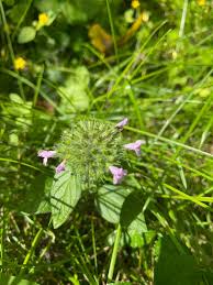 Image result for Clinopodium