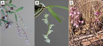 Image result for Polystachya songaniensis