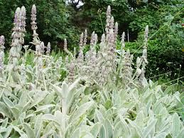 I was told they wouldn't flower. The Once Necessary Uses Of Mullein And Lamb S Ear