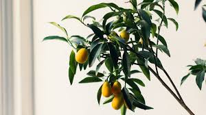 Fast delivery, safe ship warranty! 9 Best Low Light Indoor Fruit Trees To Grow At Home