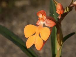 Image result for Habenaria cirrhata