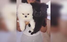 Female groomer haircut pomeranian dog on the table of outdoor. Kim Kardashian Slammed For Buying 2 New Pomeranian Puppies