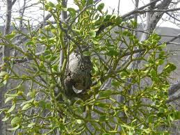 Image result for Viscum tuberculatum
