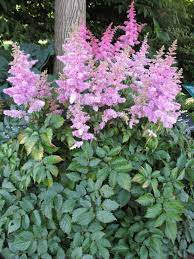 Astilbe Chinensis Love And Pride Astilbe Flower Garden Plant Finder