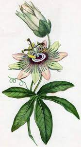Ahm Glossaries Search Botanical Drawings Flower Drawing Botanical Illustration