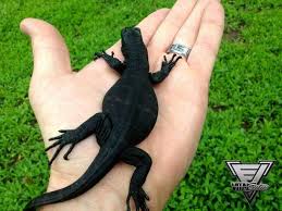 Black dragon water monitor varanus salvator komaini. Black Dragon Water Monitor Water Monitor Pets Animals