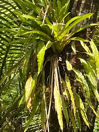 Image result for Oleandra distenta