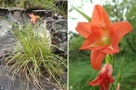 Image result for Gladiolus magnificus