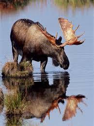 Bull Moose Animals Beautiful Animals Animals Wild