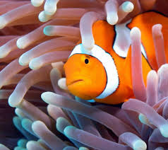 We did not find results for: Ikan Anemon Kompasiana Com