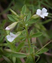 Image result for Melhania acuminata