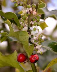 Image result for Aquifoliaceae