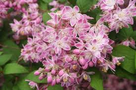 Image result for Deutzia hybrida Pink Pompon