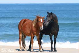 Carolinaouterbanks Com The Wild Horses Of The Outer Banks