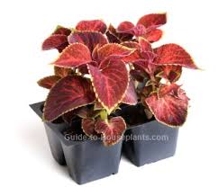 Water newly planted coleus often enough to keep the surface of the soil moist for the first month or until the plants are established and growing. Growing Coleus Plant Indoors Coleus Blumei Pictures Care Tips