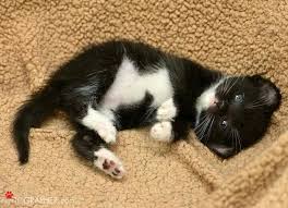 Black And White Kitty Pictures Tiny Black And White Kitten Black And White Kittens Domestic Cat Cute Animals