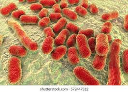 Image result for Striga baumannii