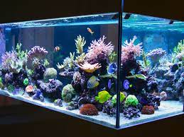 You can't keep corals without good lighting. How To Feed Corals In A Saltwater Aquarium