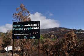 Make social videos in an instant: Observatorio Diz Que Linha Eletrica Podera Estar Na Origem Do Fogo De Monchique