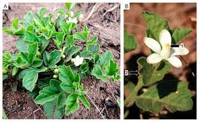 Image result for Lovoa swynnertonii