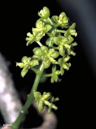 Image result for Tinospora orophila
