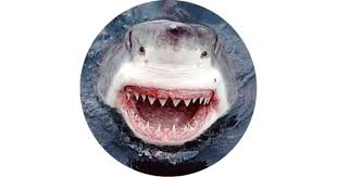 How wide is the great white shark's jaw? Shark Jaws Facts About Sharks Dk Find Out