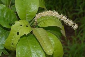 Image result for Terminalia sambesiaca