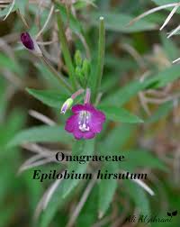 Image result for Vincetoxicum heterophyllum