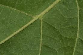 Image result for Croton madandensis