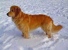 Golden retriever puppies are famously friendly and docile. Golden Retriever Wikipedia