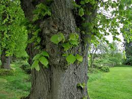 Sooty mold sooty mold is a black leaf fungus that is the symbiotic result of mold forming on leaves where honeydew secretions from insects like whiteflies, aphids and mealybugs provide the ideal nutrition and harborage for the fungus to grow. Lime Tree Linden Tree Tilia