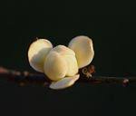 Image result for Cleistochlamys kirkii