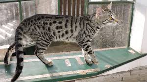 Lynea lattanzio cuddling the savannah cat. Exotic Or Exploited The Controversial Savannah Cat Howstuffworks