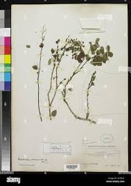 Image result for Rourea coccinea