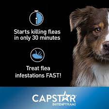 Pure balance, frontline, purina one, iams Capstar Flea Tablets For Dogs And Cats Free 2 Day Shipping Walmartpetrx Com