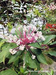 Image result for Gardenia cornuta