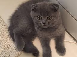 Satilik Kedi Ilanlari Ve Fiyatlari Kedi Sahiplendirme Ilanlari