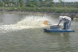 Sejumlah Ganjalan Hambat Potensi Bisnis Industri Udang Nasional